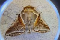 Habrosyne pyritoides