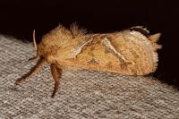 Triodia sylvina