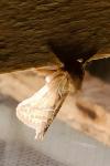 Triodia sylvina