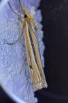Ancylolomia tentaculella