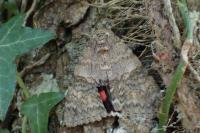 Catocala nupta