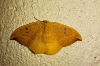 Watsonalla binaria