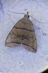 Herminia grisealis