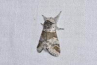 Furcula furcula