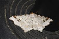Macaria alternata