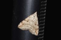 Aplocera efformata