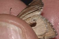 Aplocera efformata