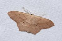 Scopula imitaria