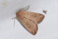 Mythimna albipuncta