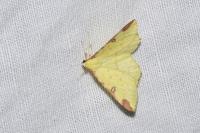 Opisthograptis luteolata
