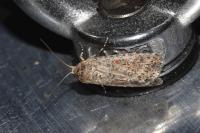 Spodoptera exigua