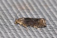 Cydia splendana