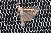 Platytes alpinella