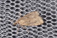 Eudonia pallida