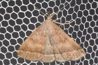 Polypogon plumigeralis