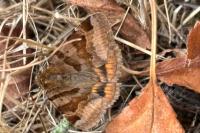 Euclidia glyphica
