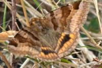 Euclidia glyphica