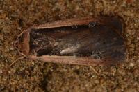 Ochropleura leucogaster