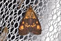 Pyrausta aurata