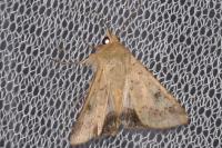 Helicoverpa armigera