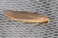 Katha depressa