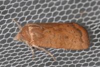 Noctua interjecta