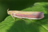 Oncocera semirubella