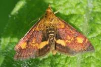 Pyrausta aurata