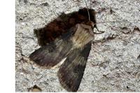 Agrotis puta