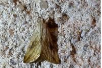 Evergestis forficalis