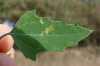 Chrysoesthia drurella