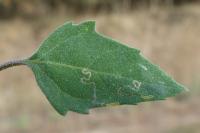 Chrysoesthia drurella