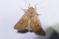 Mythimna albipuncta