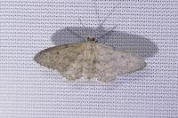 Idaea seriata