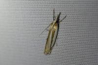 Crambus pascuella
