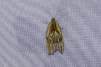 Eucosma cana