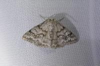 Pseudoterpna coronillaria