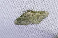 Cleorodes lichenaria