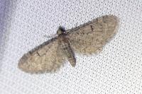 Eupithecia ultimaria