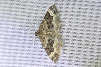 Epirrhoe alternata