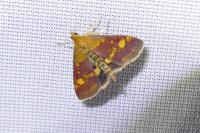 Pyrausta aurata