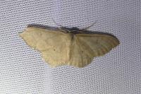 Idaea straminata