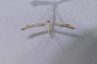 Emmelina argoteles/monodactyla