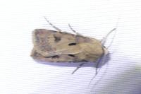 Agrotis exclamationis