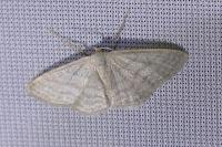 Idaea subsericeata