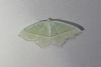 Campaea margaritaria