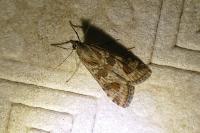 Nomophila noctuella