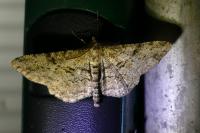 Peribatodes rhomboidaria