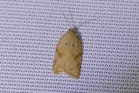 Acleris ferrugana/notana