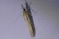 Agriphila tristella